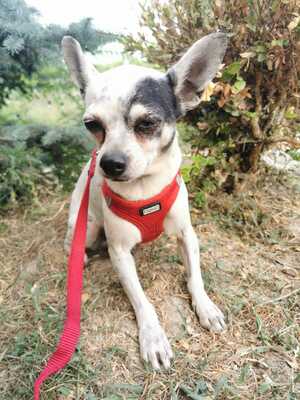 Cini sucht liebevolles Zuhause, Chihuahua - Hündin