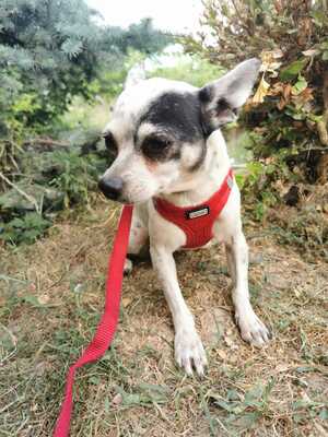 Cini sucht liebevolles Zuhause, Chihuahua - Hündin