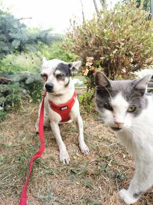 Cini sucht liebevolles Zuhause, Chihuahua - Hündin