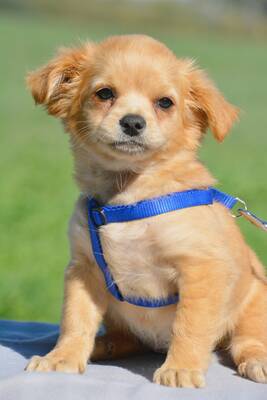 Cinna wunderschönes Mix-Mädchen sucht..., Chihuahua-Mix Welpen - Hündin