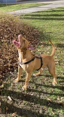 Cino, American pitbull Terrier - Rüde