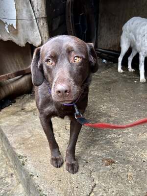 Cioccolatta ist eine sanfte und geduldige Hündin