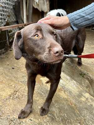 Cioccolatta ist eine sanfte und geduldige Hündin, Mischling - Hündin