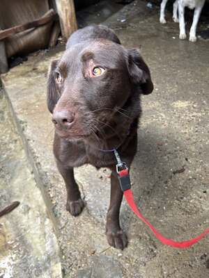 Cioccolatta ist eine sanfte und geduldige Hündin, Mischling - Hündin