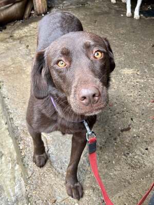 Cioccolatta ist eine sanfte und geduldige Hündin, Mischling - Hündin