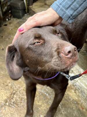 Cioccolatta ist eine sanfte und geduldige Hündin, Mischling - Hündin