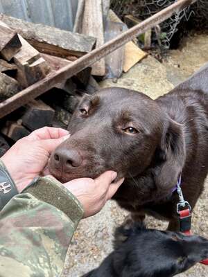 Cioccolatta ist eine sanfte und geduldige Hündin, Mischling - Hündin