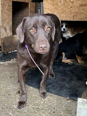 Cioccolatta ist eine sanfte und geduldige Hündin, Mischling - Hündin