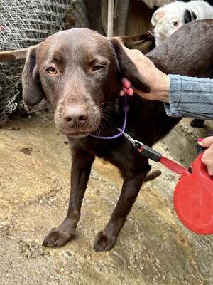 Cioccolatta ist eine sanfte und geduldige Hündin, Mischling - Hündin