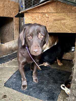 Cioccolatta ist eine sanfte und geduldige Hündin, Mischling - Hündin