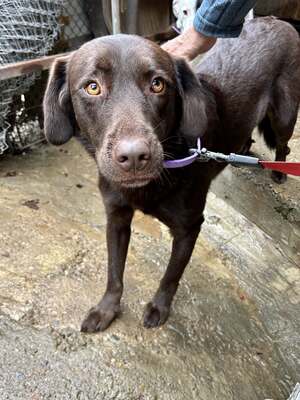 Cioccolatta ist eine sanfte und geduldige Hündin, Mischling - Hündin