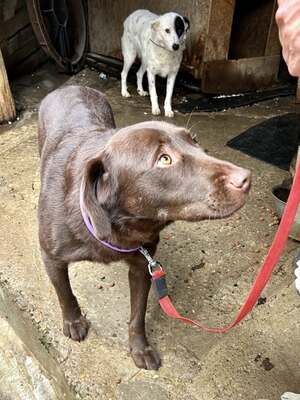 Cioccolatta ist eine sanfte und geduldige Hündin, Mischling - Hündin