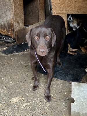 Cioccolatta ist eine sanfte und geduldige Hündin, Mischling - Hündin
