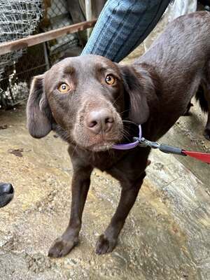 Cioccolatta ist eine sanfte und geduldige Hündin, Mischling - Hündin