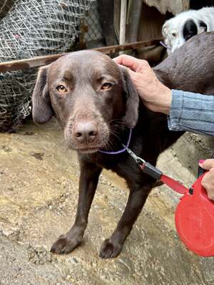 Cioccolatta ist eine sanfte und geduldige Hündin, Mischling - Hündin