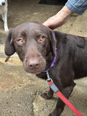 Cioccolatta ist eine sanfte und geduldige Hündin, Mischling - Hündin