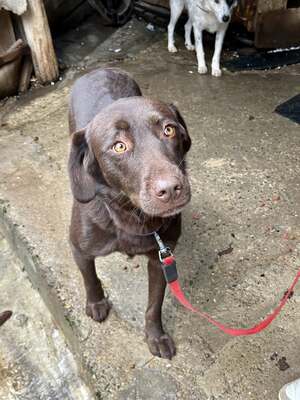 Cioccolatta ist eine sanfte und geduldige Hündin, Mischling - Hündin