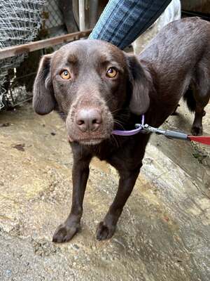 Cioccolatta ist eine sanfte und geduldige Hündin, Mischling - Hündin