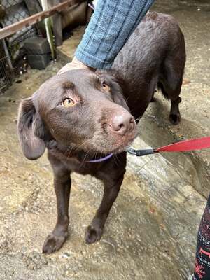 Cioccolatta ist eine sanfte und geduldige Hündin, Mischling - Hündin