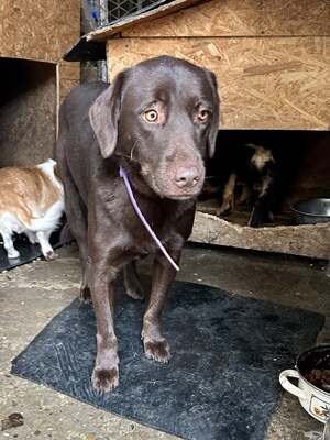 Cioccolatta ist eine sanfte und geduldige Hündin, Mischling - Hündin