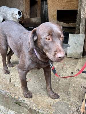 Cioccolatta ist eine sanfte und geduldige Hündin, Mischling - Hündin