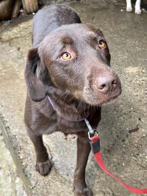 Cioccolatta ist eine sanfte und geduldige Hündin, Mischling - Hündin