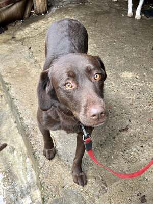 Cioccolatta ist eine sanfte und geduldige Hündin, Mischling - Hündin