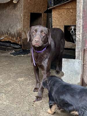 Cioccolatta ist eine sanfte und geduldige Hündin, Mischling - Hündin