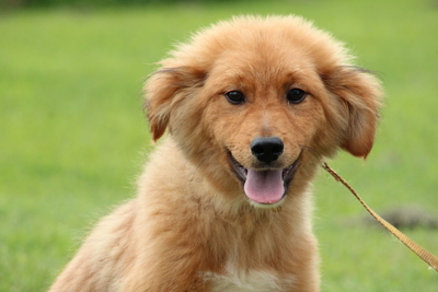 Cioco, Mischling Welpen - Rüde