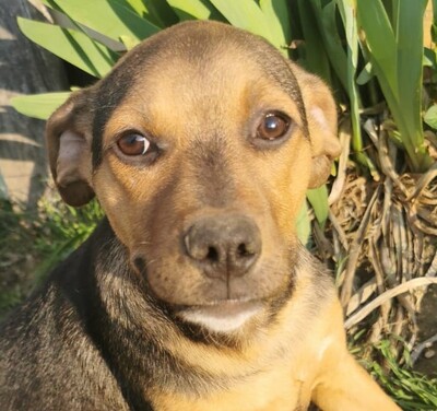 Cipö, Mischling Welpen - Rüde