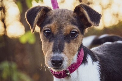 Circe, Nerissa, Mischling Welpen - Hündin