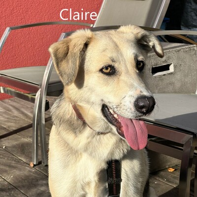 Claire geb. 11/23 sucht liebevolles Zuhause, Mischling - Hündin