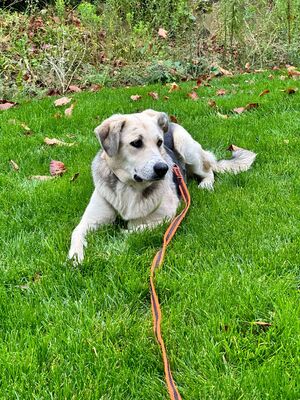 Claire geb. 11/23 sucht liebevolles Zuhause, Mischling - Hündin