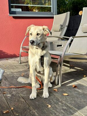 Claire geb. 11/23 sucht liebevolles Zuhause, Mischling - Hündin