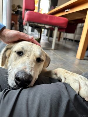 Claire geb. 11/23 sucht liebevolles Zuhause, Mischling - Hündin