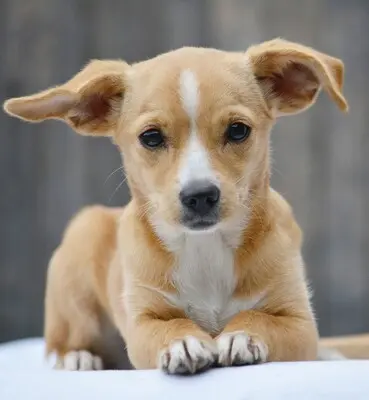 Claire super süßer Welpe sucht..., Chihuahua-Dackel-Mischling Welpen - Hündin