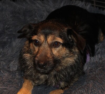 Clara, Mischling - Hündin