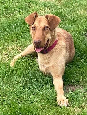 Clara, Mix - Hündin