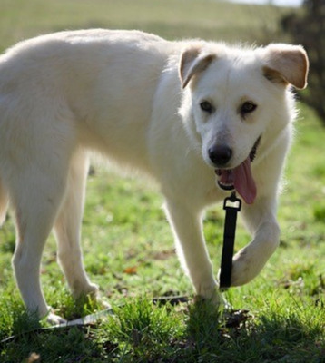 Clara - NOTFALL Österreich, Mischling - Hündin