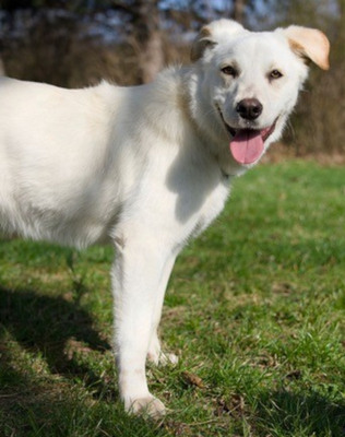 Clara - NOTFALL Österreich, Mischling - Hündin