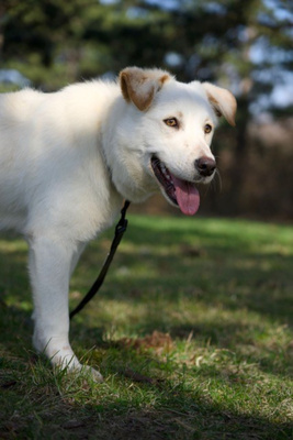 Clara - NOTFALL Österreich, Mischling - Hündin