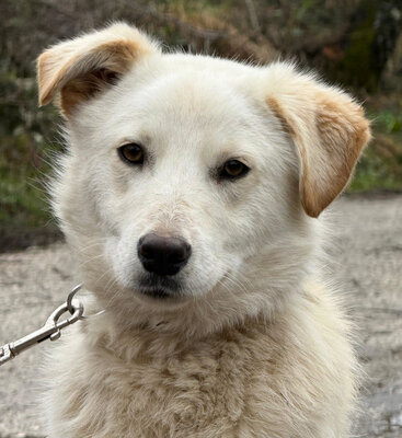 Clara freut sich auf IHRE Familie, Mischling - Hündin