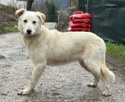 Clara freut sich auf IHRE Familie, Mischling - Hündin