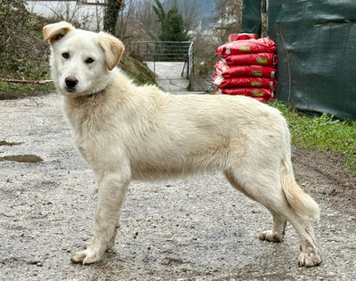 Clara freut sich auf IHRE Familie, Mischling - Hündin
