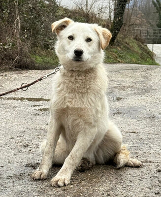 Clara freut sich auf IHRE Familie, Mischling - Hündin