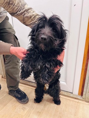 😍 Clash, noch in der Slowakei (ZM) - mag Menschen und Hunde, Mischling (Dackelpoo) - Rüde