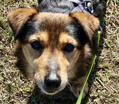 Claudio, Dackel - Pinscher - Mix - Rüde