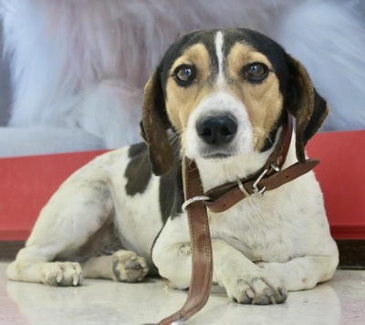 Claus, Bodeguero Andaluz - Mix - Rüde