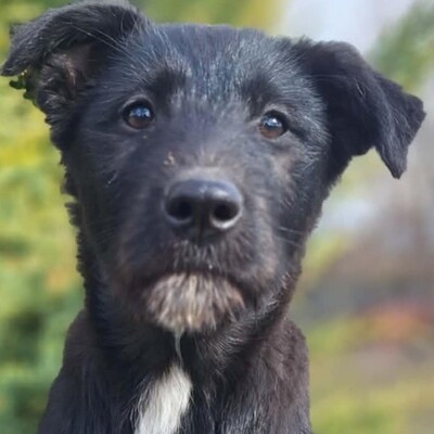 💥Clea zauberhafte Welpin kann überall hin, Kinder Katzen und Hunde💥, Mischlingswelpe - Hündin