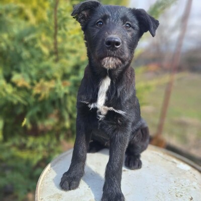 💥Clea zauberhafte Welpin kann überall hin, Kinder Katzen und Hunde💥, Mischlingswelpe - Hündin